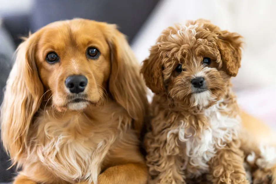 Pet Insurance in Australia Explained