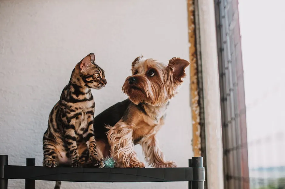How to Compare Pet Insurance