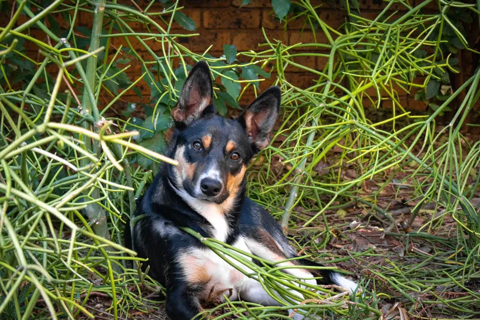 A kelpie resting on a raised bed on a timber verandah in late afternoon light
